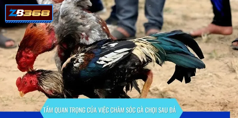 đá gà trực tiếp thomo – CPC1/CPC2/CPC3 live HD